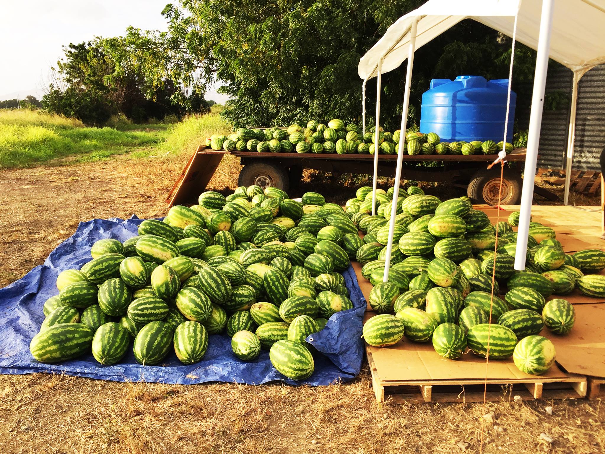 Beyonce Drunk In Love Lyrics Watermelon