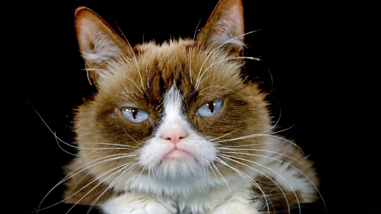 Report that Grumpy Cat made $99.5 million in two years is completely  inaccurate - Vox