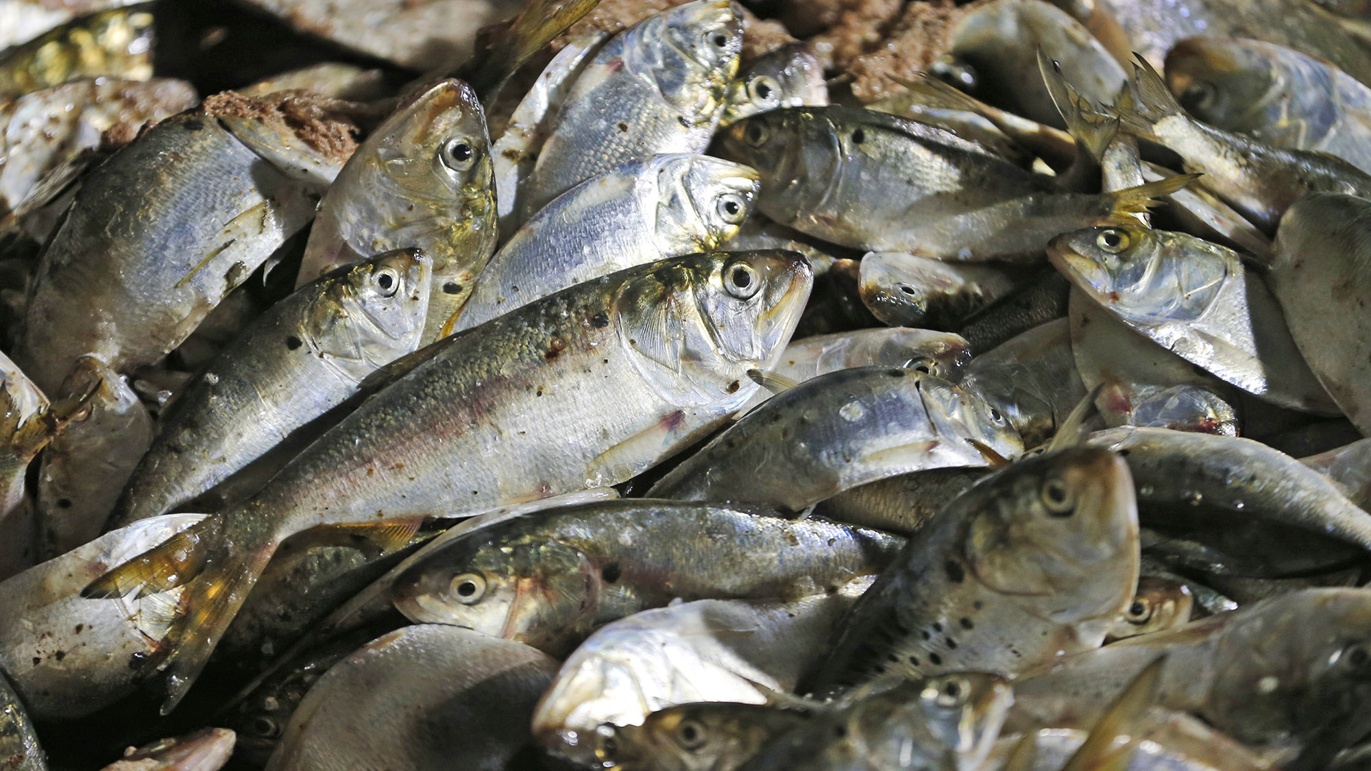 FOX BIZ NEWS: Trump administration may ban fish oil company from fishing in Chesapeake Bay