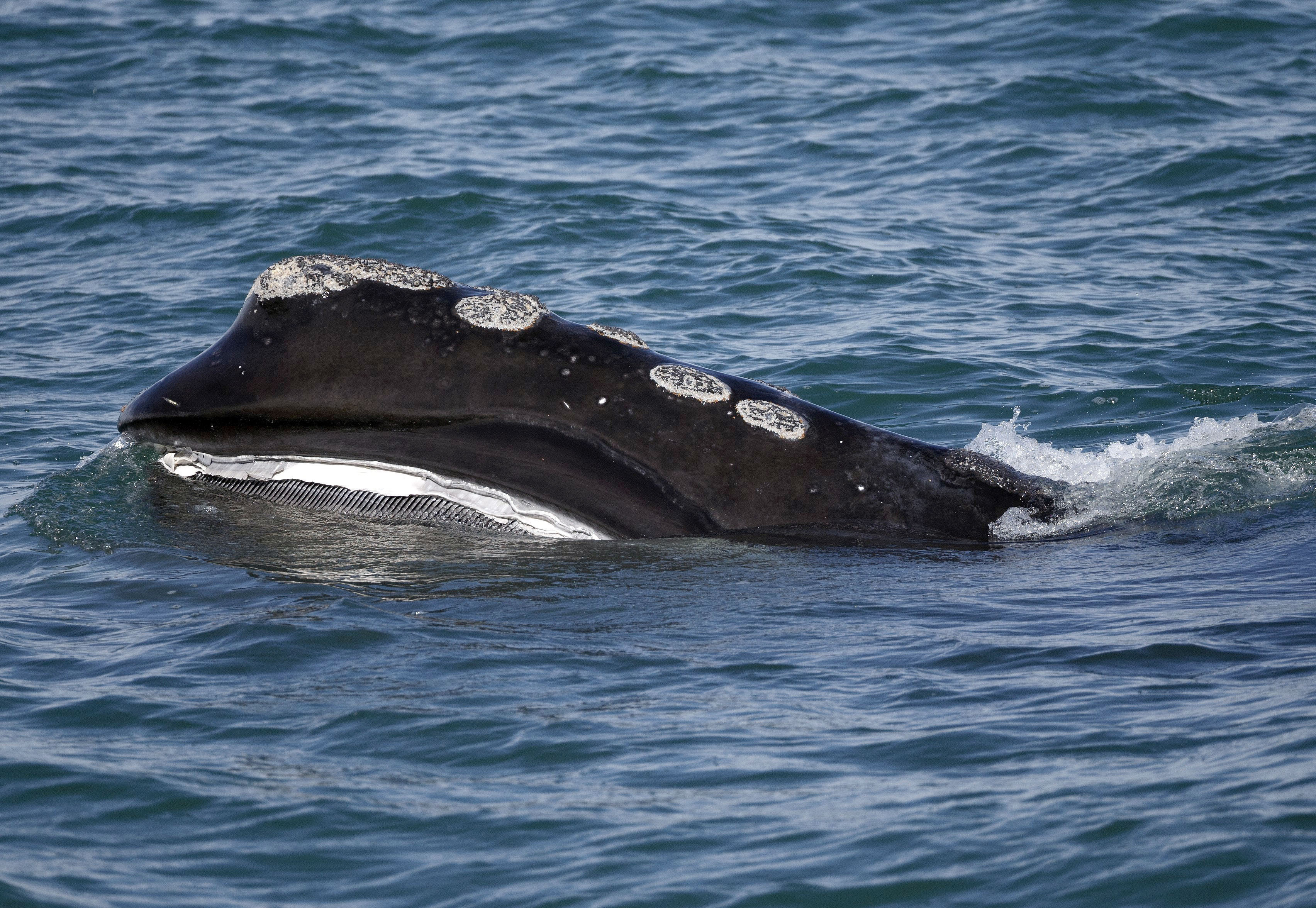 FOX BIZ NEWS: Feds may make fisherman do more to protect Maine whales