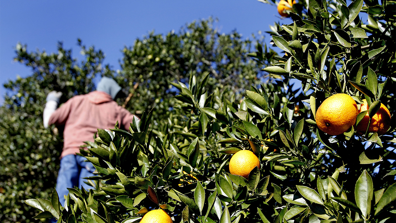 Florida citrus industry in trouble as orange production falls | Fox Business