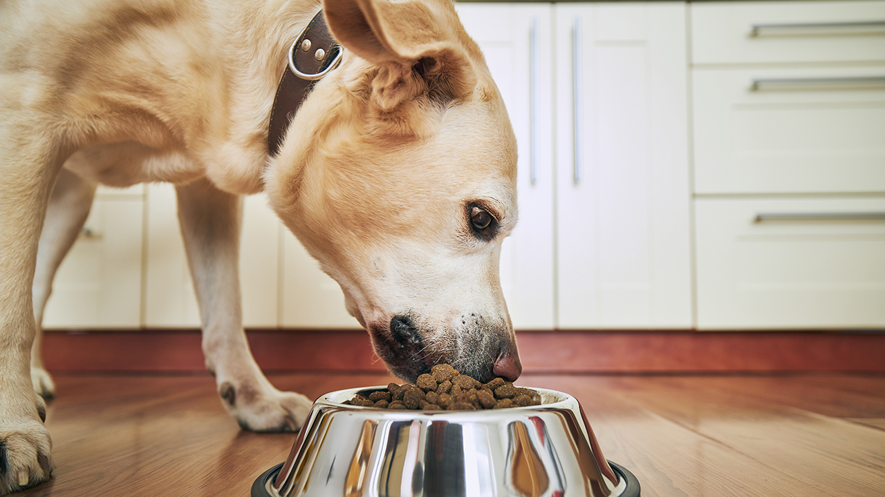 The pet food shortage is real, and owners are scrambling. 'It's been a waking nightmare' | Fox Business