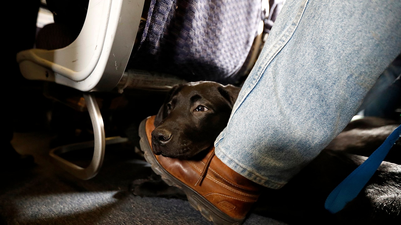 Southwest To Ban Emotional Support Animals Fox Business