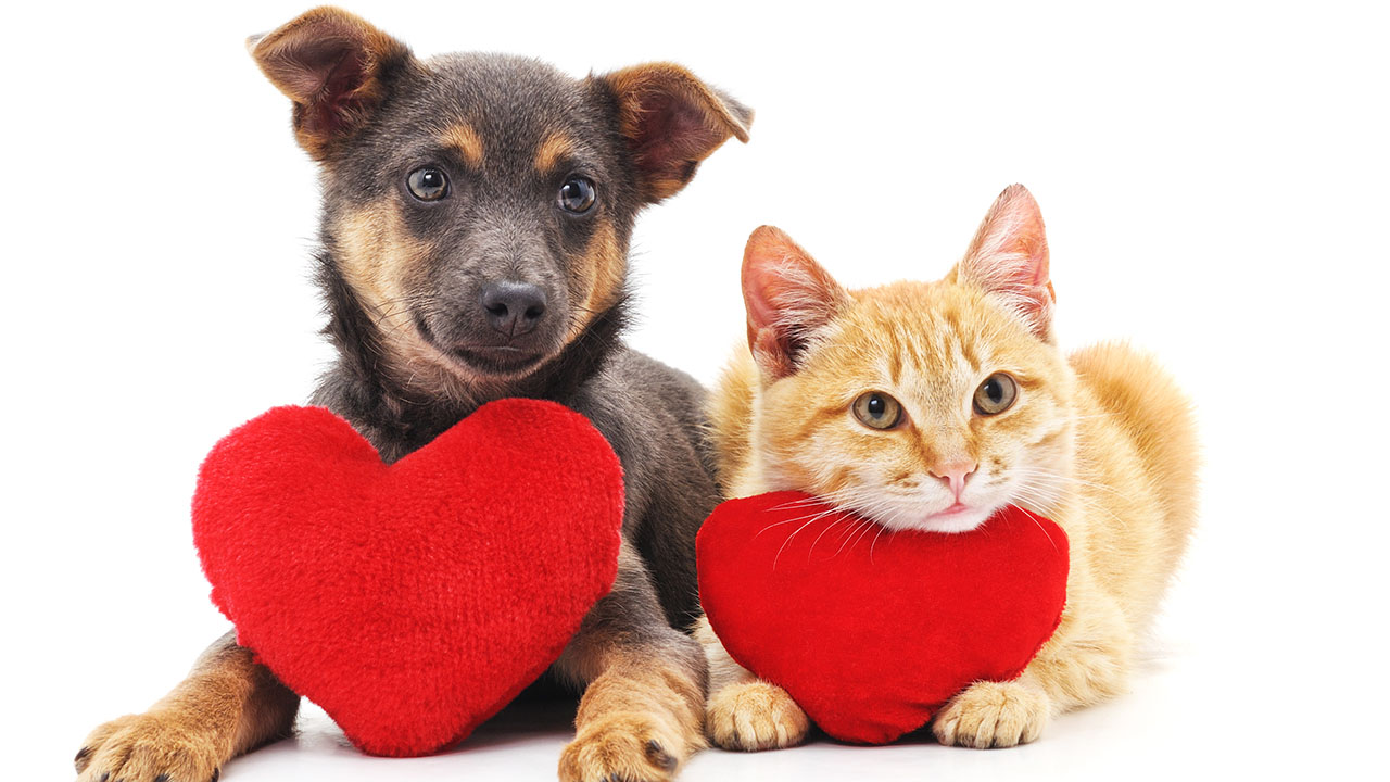 Valentine's Day 2022 pet spending: You won't believe what we'll shell out  for our dogs and cats