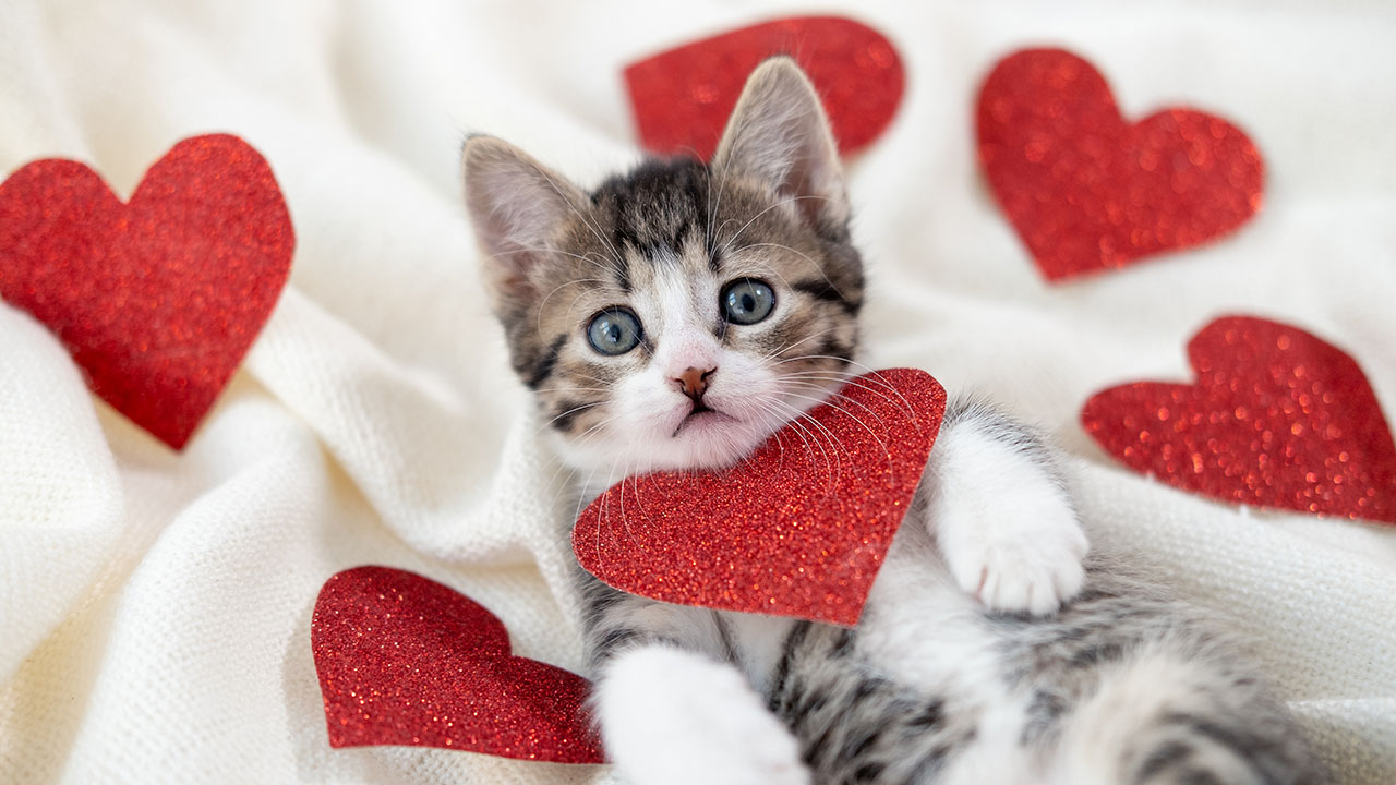 Valentine's Day 2022 pet spending: You won't believe what we'll shell out  for our dogs and cats | Fox Business