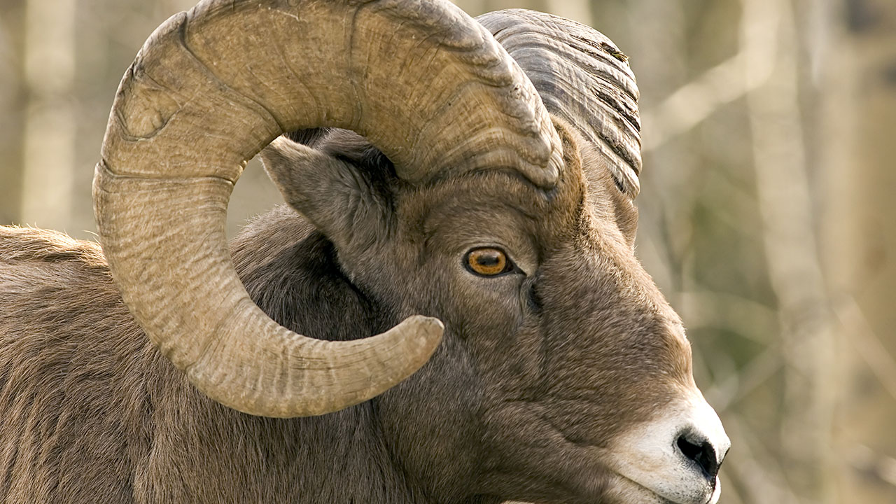 Oregon bighorn sheep tag auctions for $345K