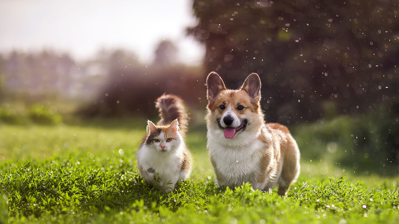 A quarter of pet owners want to make their pets famous on social media | Fox Business