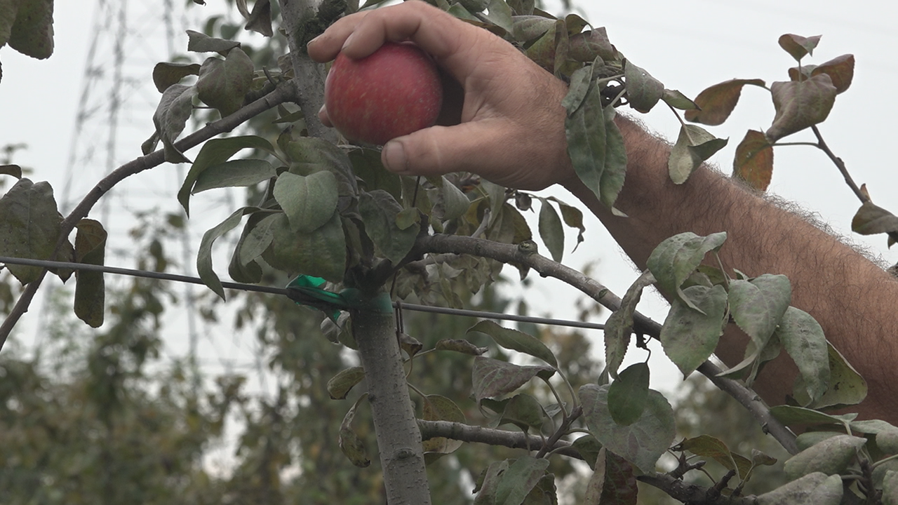 Fresh Organic Apples – PLOW