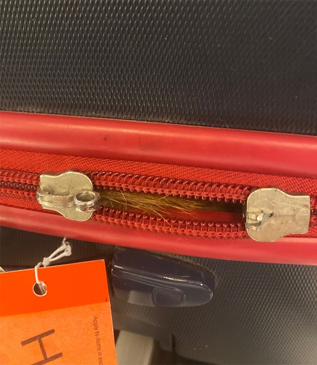 TSA Finds Cat Inside Carry On Bag After X Ray Scan at Airport