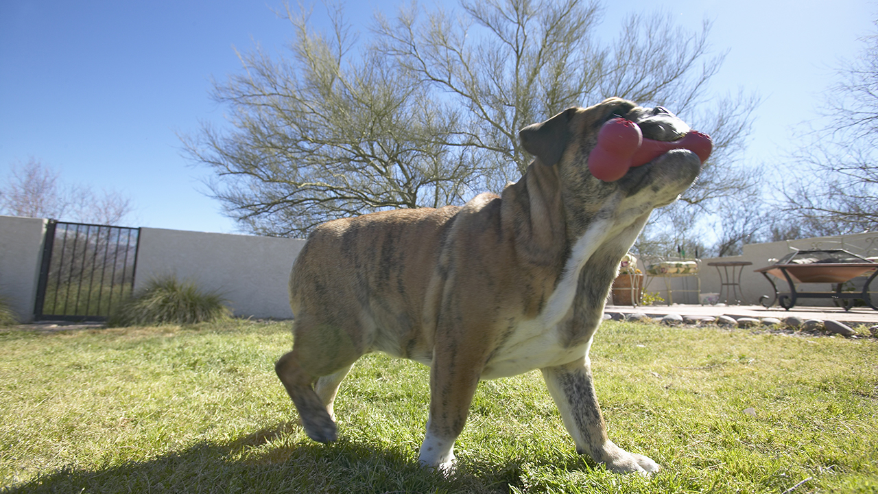 PETSMART BASKET of TREATS, TOYS & MORE – Silent Auction – Other