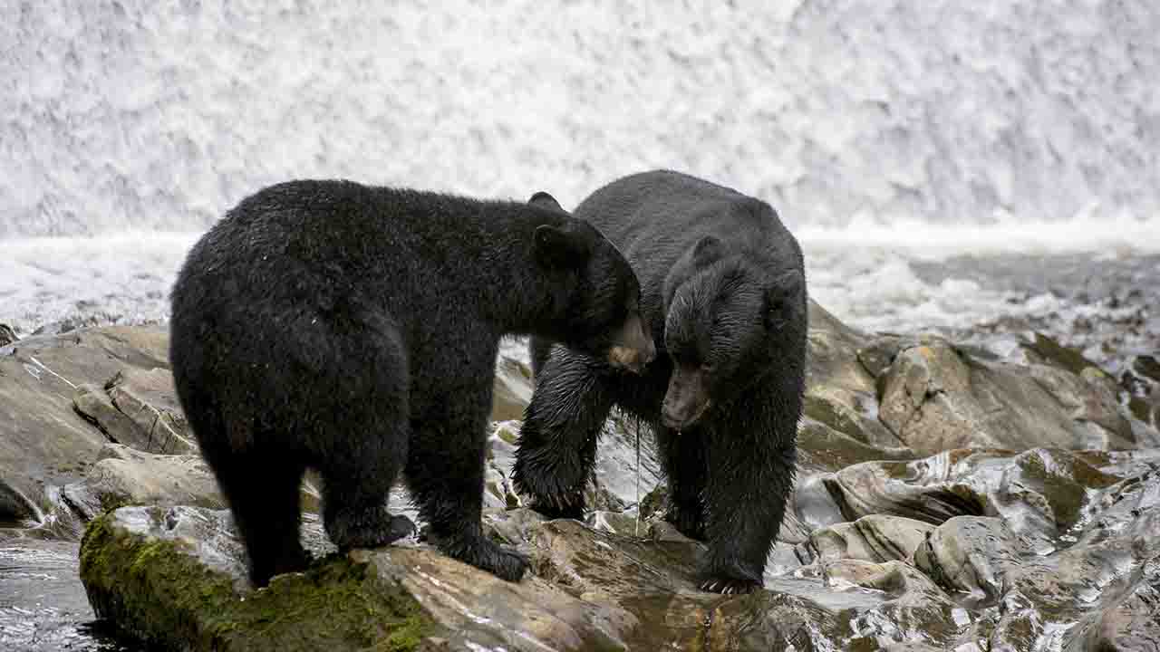 Bear attacks security guard inside Colorado resort