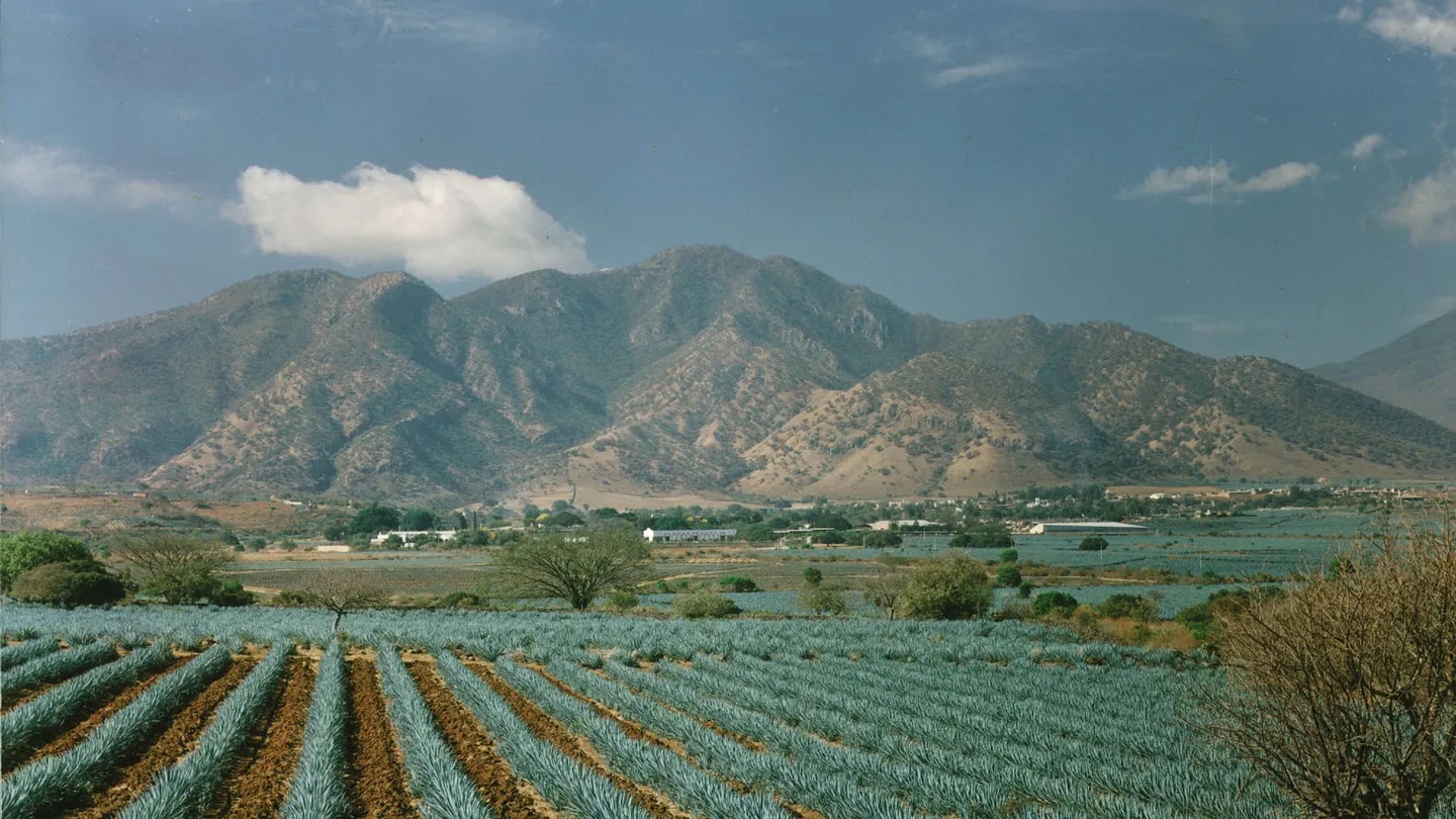 Dry climate in California ideal for farming agave, meeting demand for spirits