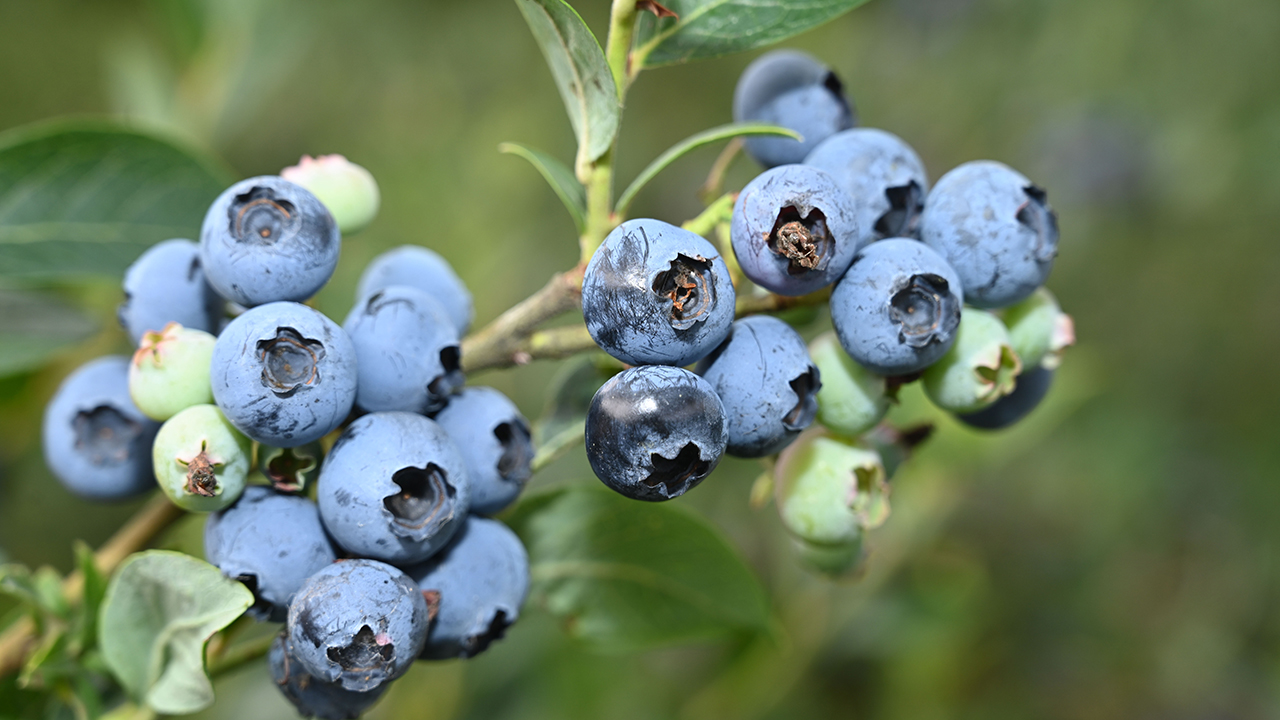 Blueberry costs skyrocket because of supply shortage