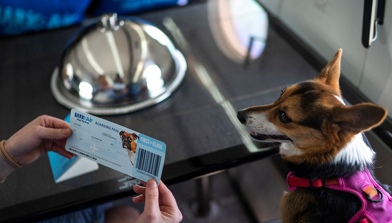 BARK Air completes its first cross-country dog flight with tickets costing $6,000 for pet and owner