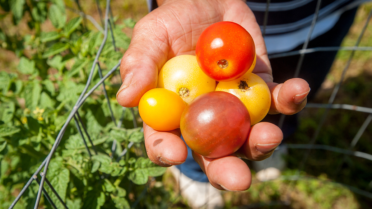 Want to make money off your flourishing garden? Here's 4 ways to turn your crops into cash