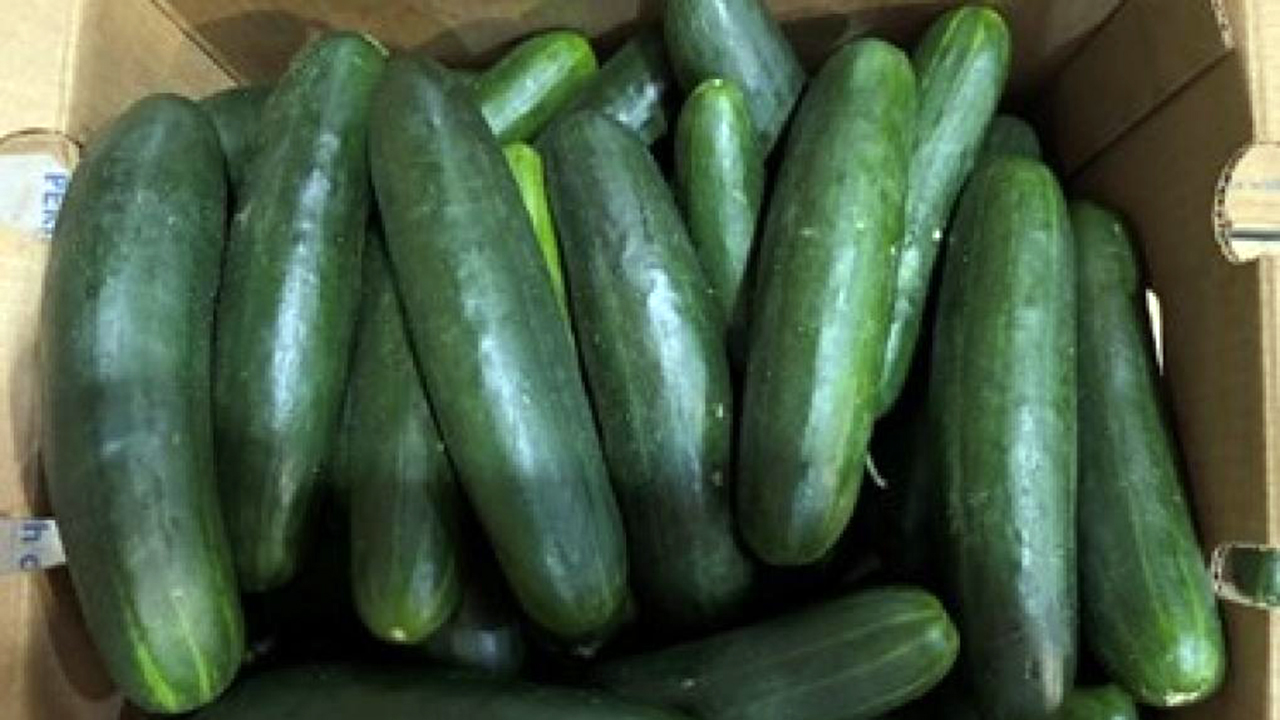 Cucumbers linked to salmonella outbreak in 31 states