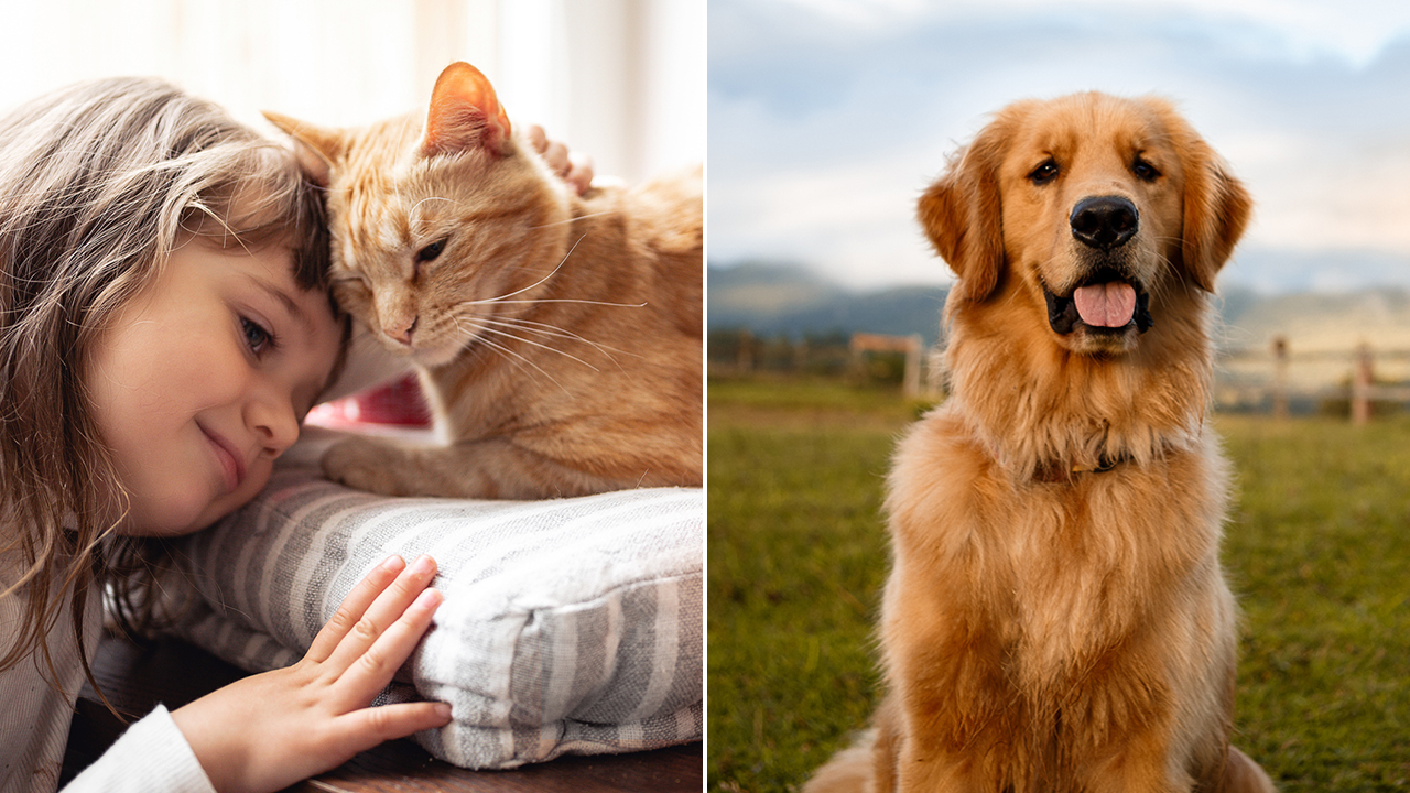 Top US cities to raise your dog or cat revealed in new study