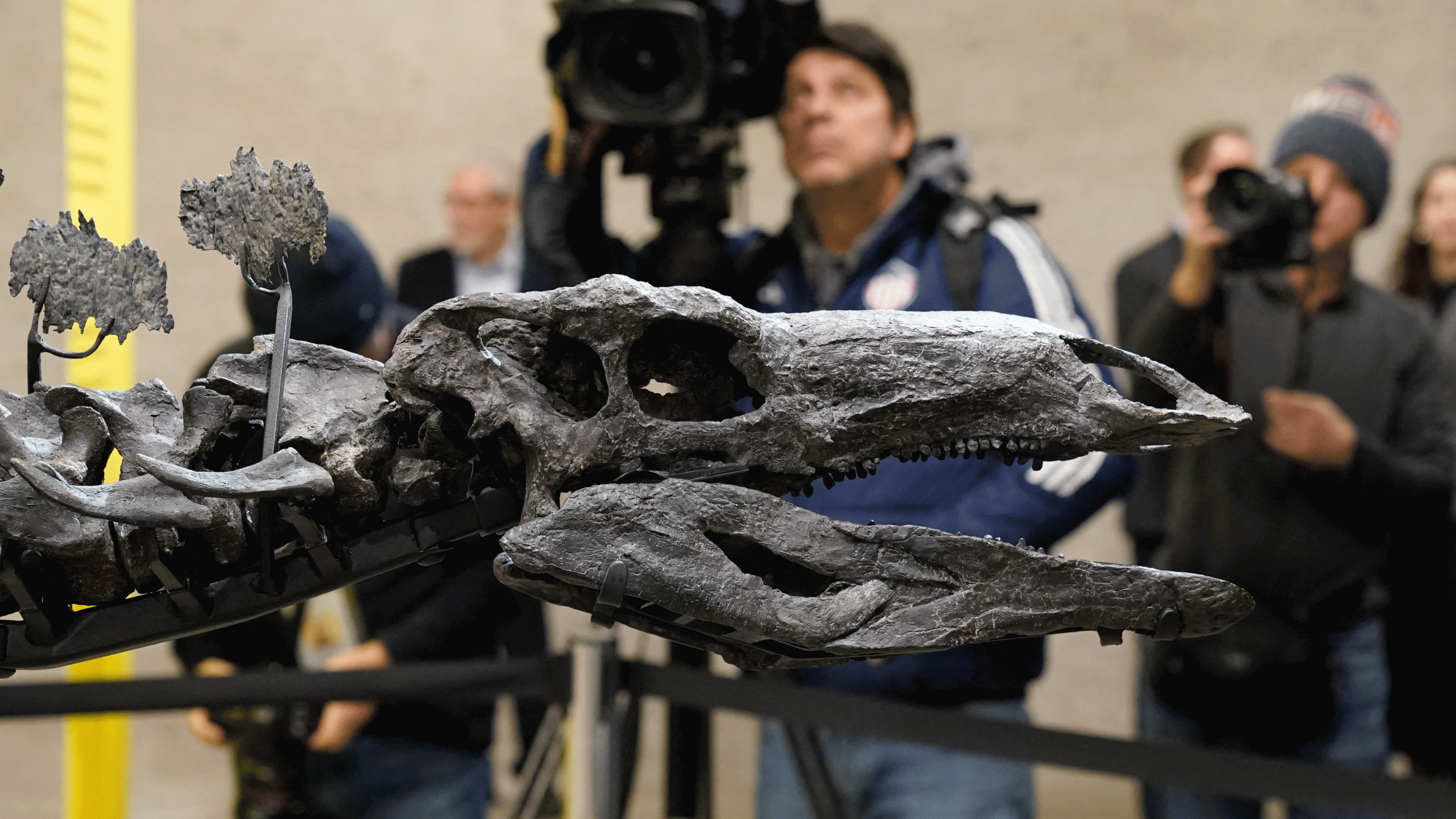 Citadel CEO Ken Griffin's $44.6M dinosaur skeleton to go on