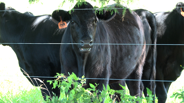 American ranchers face historic cattle shortage as Trump vows to lower beef prices