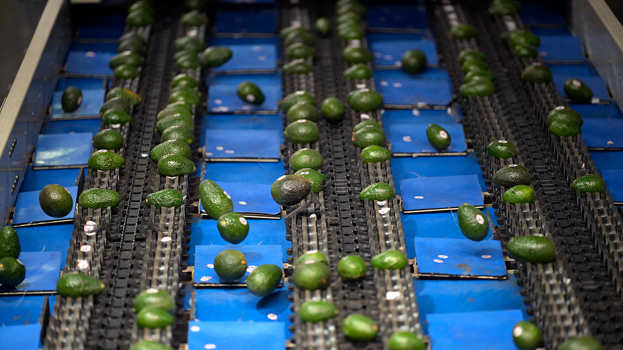 California Republicans warn cartel-linked avocado imports threaten US growers
